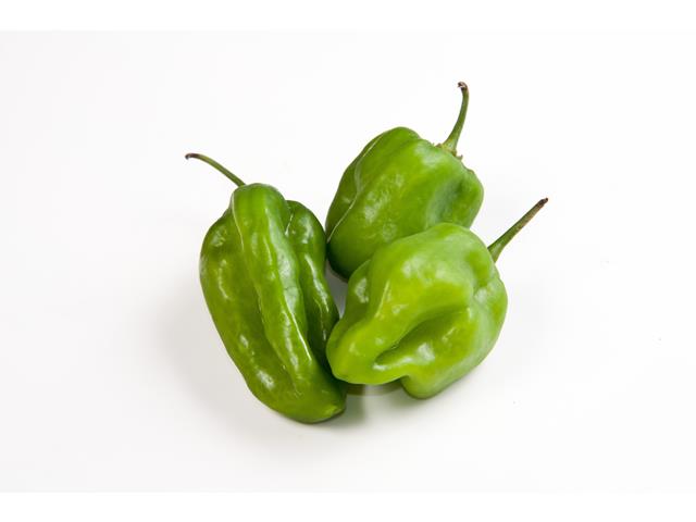 Tyla WIS Hot pepper seeds