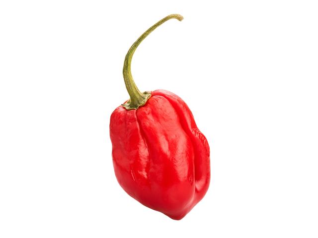 Tyla WIS Hot pepper seeds