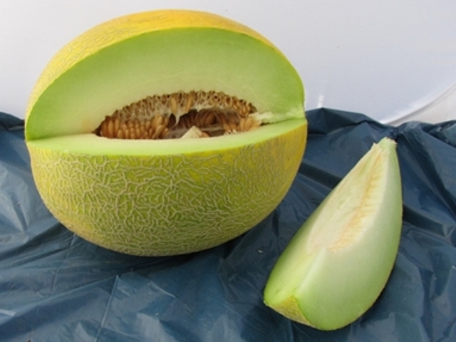 Galia type melon 51_015 p1