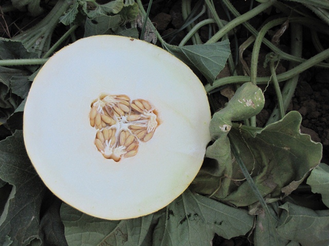 Galia type melon 51_105 p3
