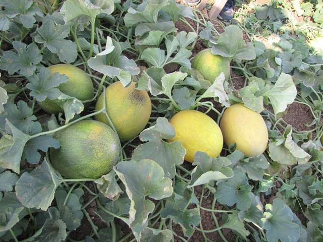 Galia type melon 51_105 p2