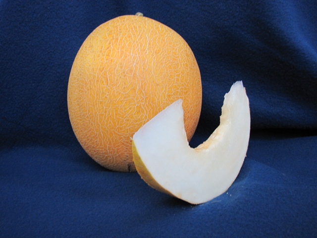 Galia type melon 51_105 p1