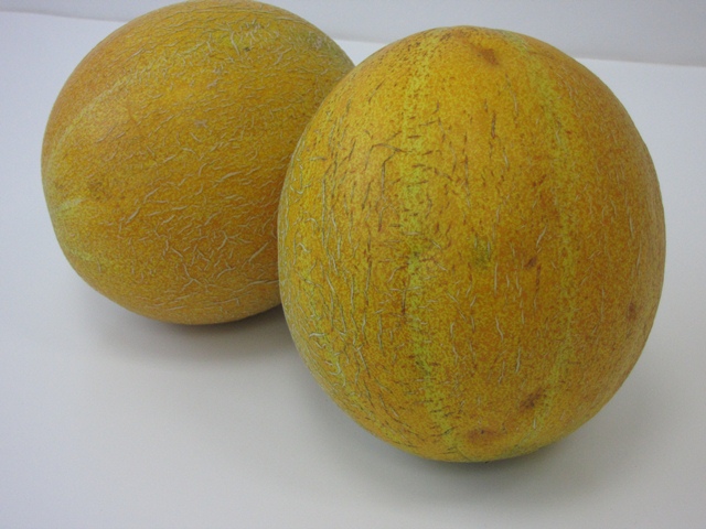 Yellow rind round netted melon 51-300 p2