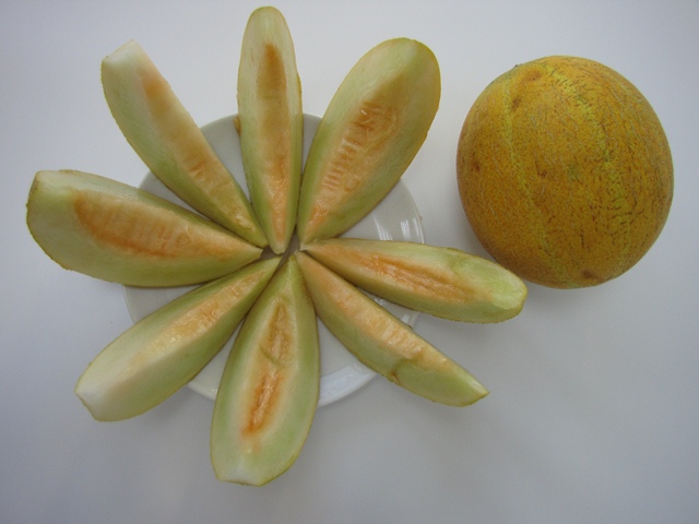 Yellow rind round netted melon 51-300 p3