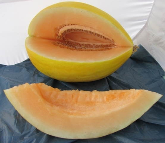 Yellow canary type melon 51-443 p3