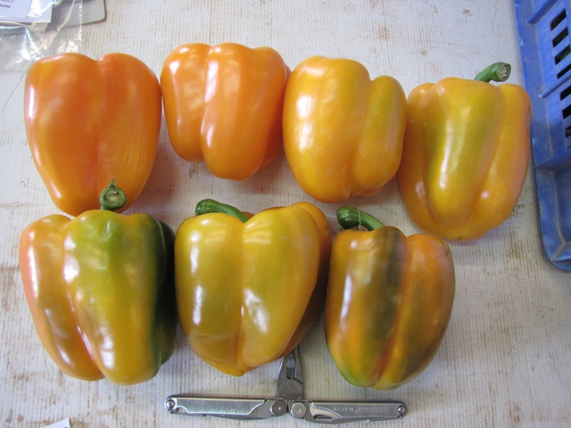 Blocky type pepper- Giant Yellow-721-702 