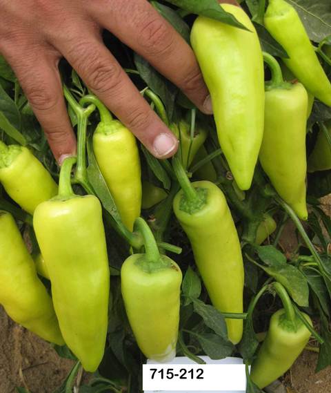 Hot pepper type 750-212 p1