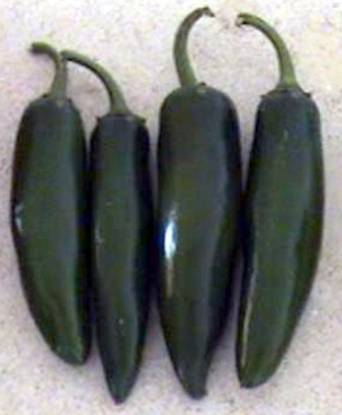 Hot pepper type 750-214 p1