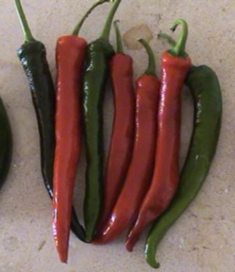 Hot pepper type 750-218 p2