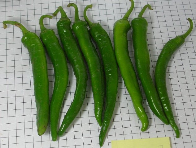 Hot pepper type 750-218 p3