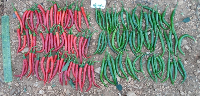 Hot pepper type 750-439 p1