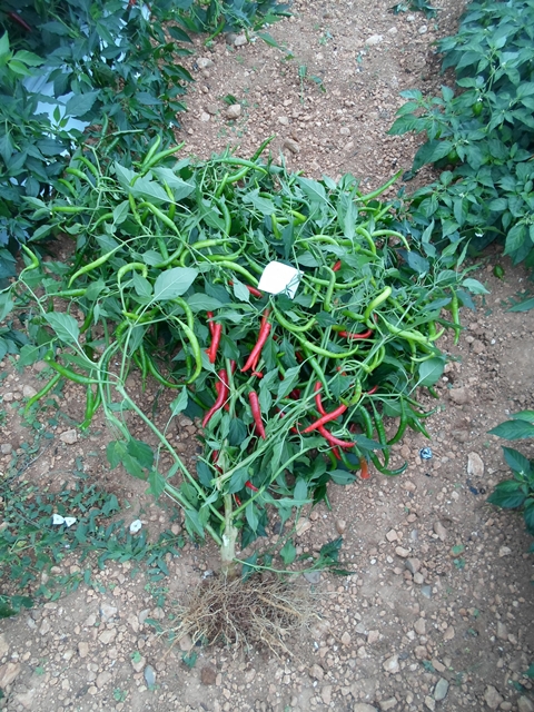 Hot pepper type 750-439 p2