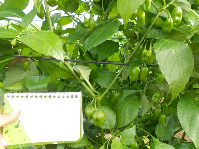 Hot pepper type 750-473 p1