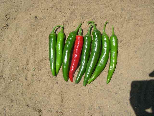 Hot pepper type 75-124 p3