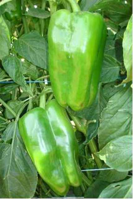 Lamuyo type pepper 710-271 p1