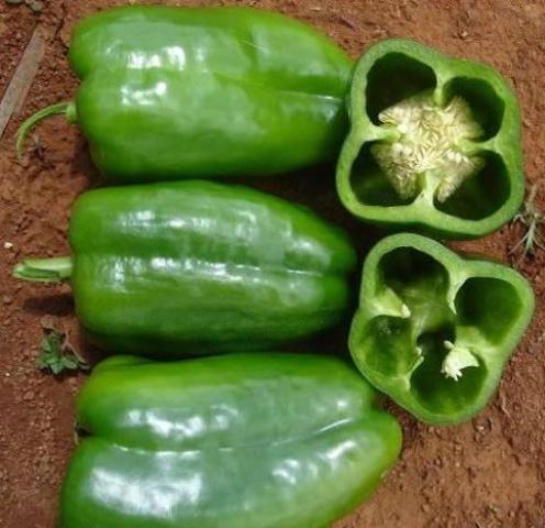 Lamuyo type pepper 710-271 p2