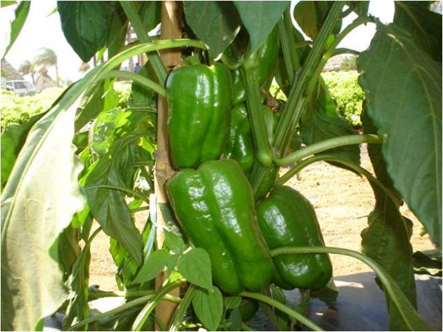 Lamuyo type pepper 710-271 p3