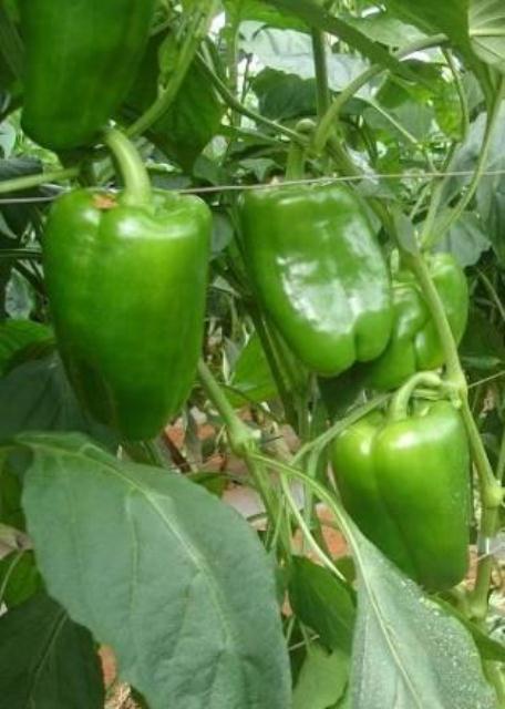 Lamuyo type pepper 710-274 p1