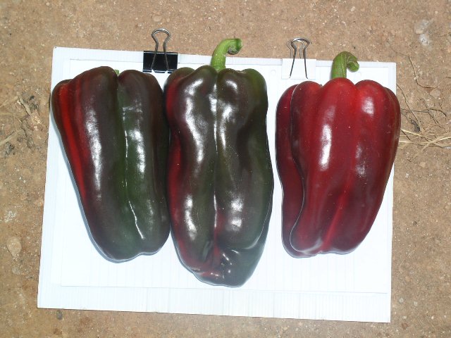 Lamuyo type pepper 710-430 p3