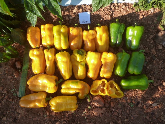 lamuyo yellow type pepper 711-440 p1