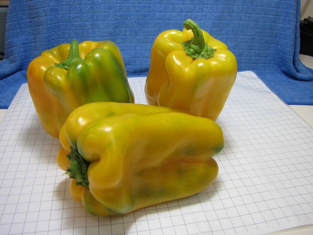 Lamuyo type pepper 711-458 p1