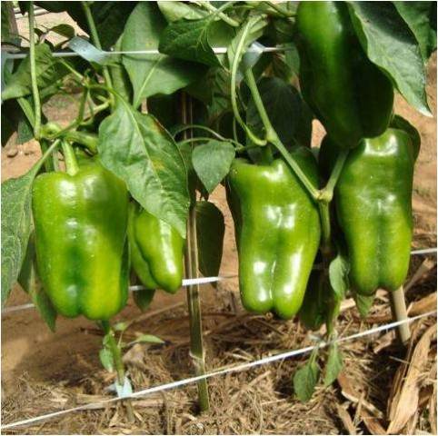 Lamuyo type pepper 711-458 p4