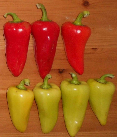special pepper 730-528 p1