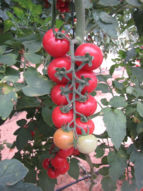 Specail Tomato Baby cluster type p1