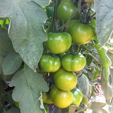 special tomato 85-106 p3
