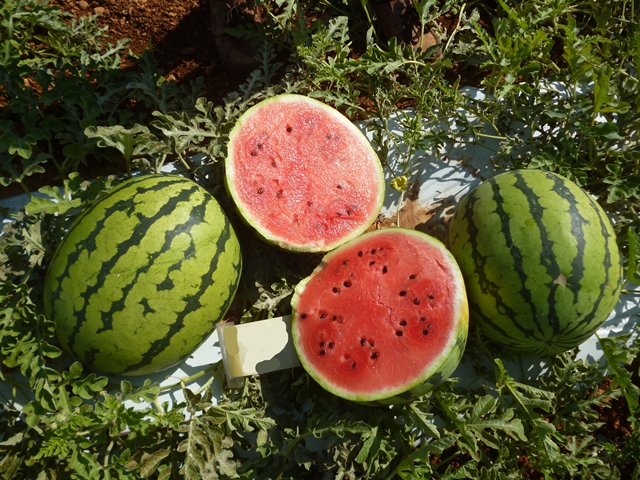 Oval fruit Watermelon 63-602 p1