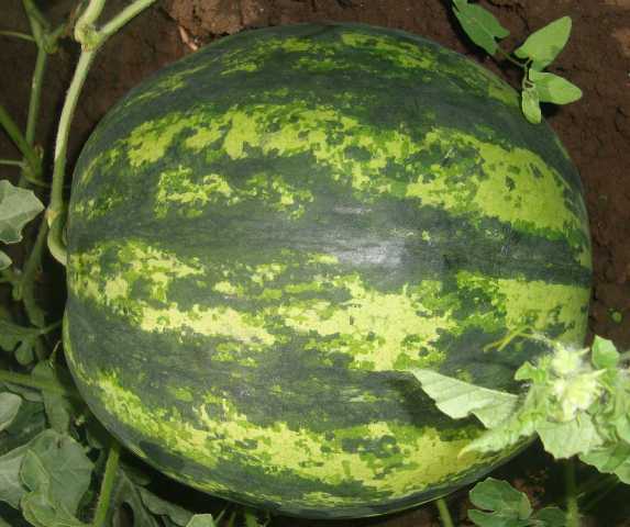 Round fruit Watermelon 62-005 p1