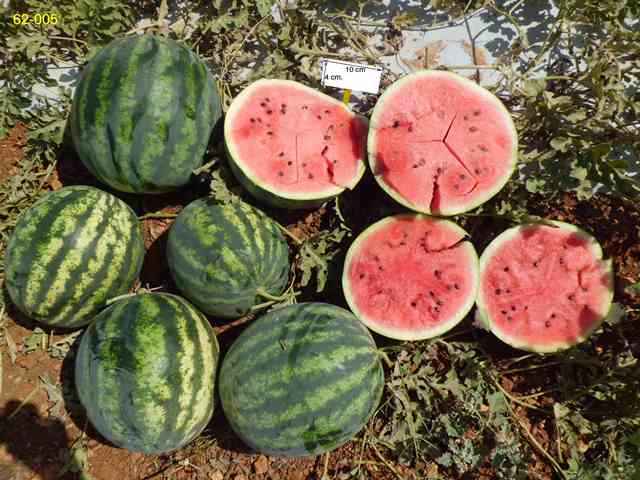 Round fruit Watermelon 62-005 p2
