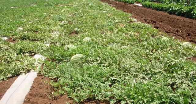 Round fruit Watermelon 62-006 p3