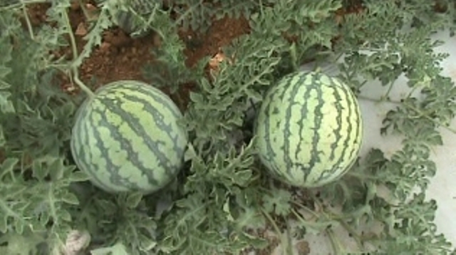 Seedless fruits watermelon 64-009 p2