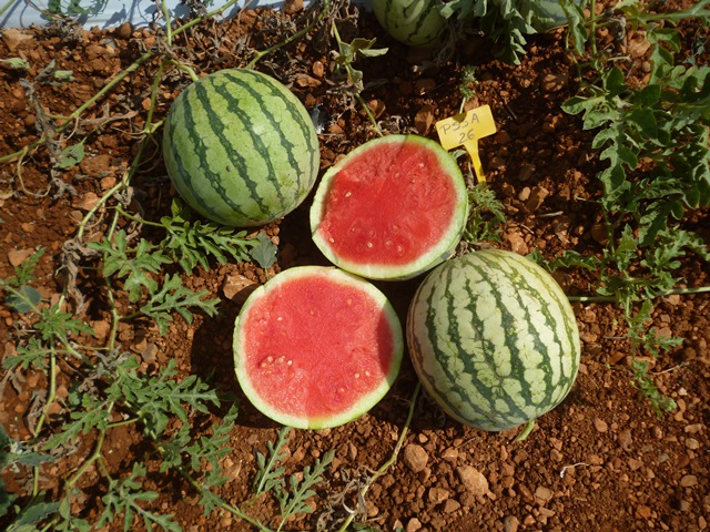 Seedless fruits watermelon 64-009 p1