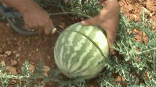 Seedless fruits watermelon 64-123 p1