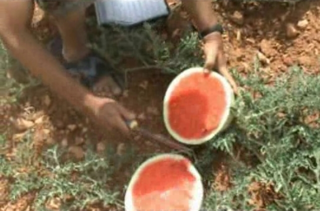 Seedless fruits watermelon 64-123 p2