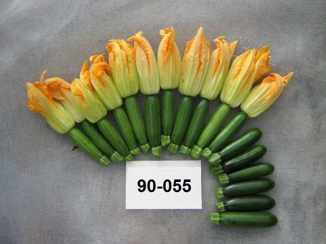dark green zucchini 90-055 p1