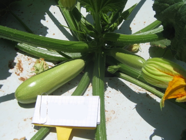 Light green Zucchini 90-374 p3